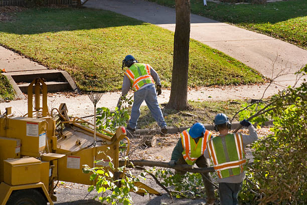 Gibsonville, NC Tree Services Company